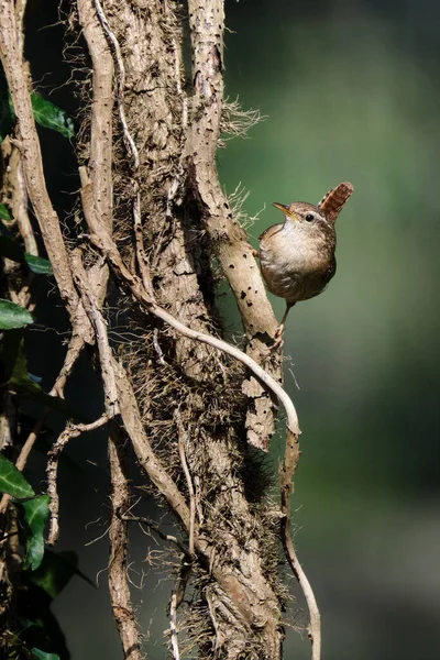 Närbild Eurasiska Wren Fågel Troglodytes Troglodytes Fågel Vertikal Träd Sjunger — Stockfoto