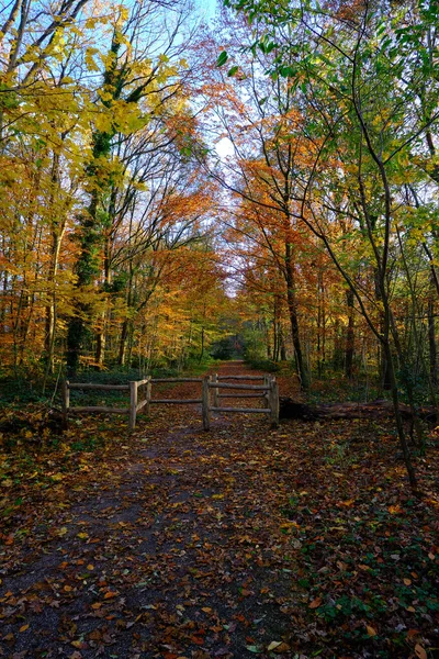 Herfst Bos Steeg Met Een Hek Bomen Hebben Prachtige Gekleurde — Stockfoto
