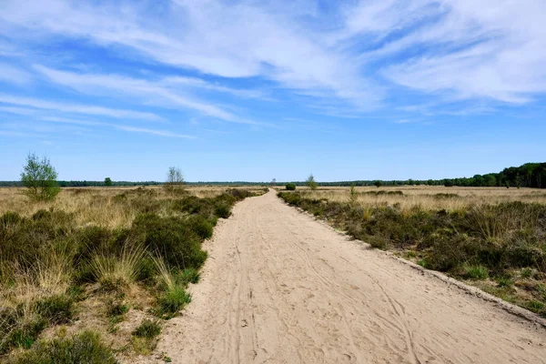 Ginkelse Heide - Ginkel Heath - The Netherlands - looking over the dry heath from a sand path to the trees at the horizon, big blue sky with veil clouds.