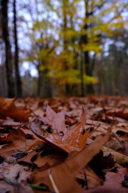 Yerde ıslak meşe yaprakları olan ormanlar, arka plandaki ağaçlar ve bulanık sarı yapraklar. Üzücü melankolik karanlık sahne. Hollanda, Amersfoort 2021