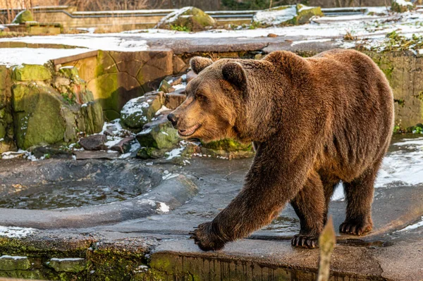 Piękny dorosły niedźwiedź brunatny jest w ptaszarni dużego zoo na świeżym powietrzu w Kaliningradzie Obrazy Stockowe bez tantiem