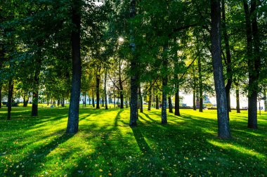 Taze bir orman ve çimen manzarası çevre aydınlatmalı, yazın yaprakları dökülen güzel ağaçlarla dolu rahat bir park, ağaçların arasında güneş..