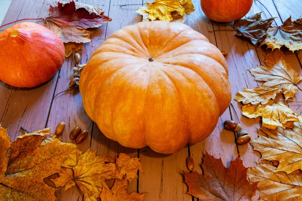 Autumn creative composition of pumpkin, autumn maple leaves, oak, acorns — Stock Photo, Image