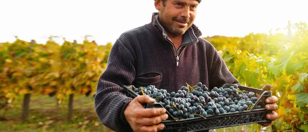 Agricultor que trabaja en los viñedos durante la vendimia por la mañana sosteniendo la caja de uvas para la producción de vino. —  Fotos de Stock