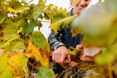 Genç erkek çiftçi, sonbahar günü üzüm bağında çalışır. Bir grup üzüm, akşamları sıralardan toplanır..