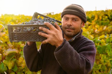 Omzunda bir kutu olgun üzümle şarap hasat işçisi sabahın erken saatlerinde üzüm bağında poz veriyor..