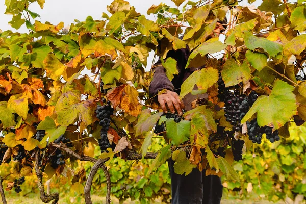 Boer Werkzaam Wijngaarden Tijdens Oogst Verzamelen Van Blauwe Rijpe Druiven — Stockfoto