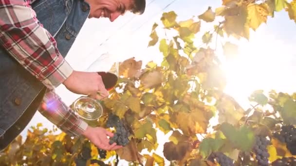 Hombre viticultor sosteniendo una copa de vino tinto en su mano y está orgulloso de su cosecha, degustación de vino en el día soleado otoño. — Vídeos de Stock