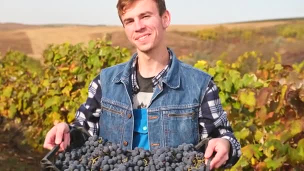 Vídeo de cerca de un joven feliz parado en una vinería sosteniendo una canasta con uvas maduras en el día soleado. — Vídeo de stock