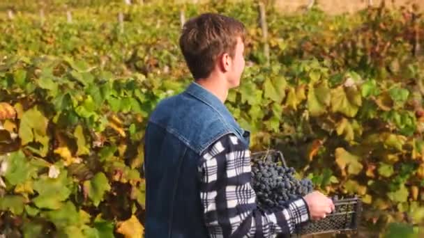 Фермер молодий чоловік тримає кошик з виноградом, що йде через виноградник рано вранці, маючи щасливий вираз обличчя . — стокове відео