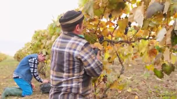 Dos viticultores exitosos recogen la cosecha de uvas juntas en el viñedo en otoño tiempo ventoso. — Vídeos de Stock