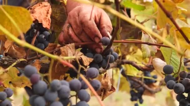Close up video of a farmer hand gathering the bunches of grapes on a vineyard to make tasty wine further, harvest time. — Stock Video