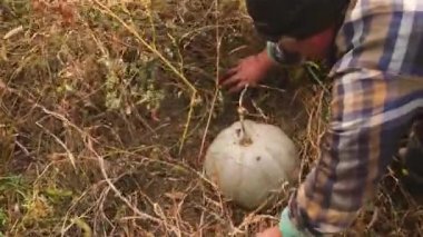 Çiftçi adam olgun balkabağını topraktan çıkarmak için çimleri kendi elleriyle kaldırır. Mevsimlik iş kavramı..