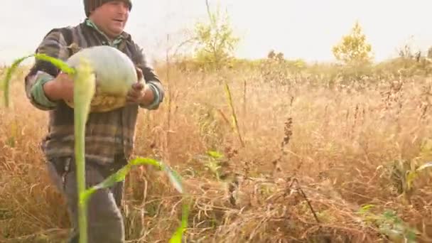 Campesino cargando una calabaza en sus manos mientras camina por el campo de maíz al atardecer, trabajo estacional y espacio para copiar. — Vídeos de Stock