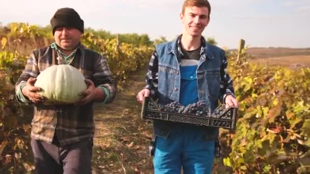 Close up video van gelukkige mannen boeren die door de rijen lopen in de wijngaard met een pompoen en een mand met rijpe druiven. — Stockvideo