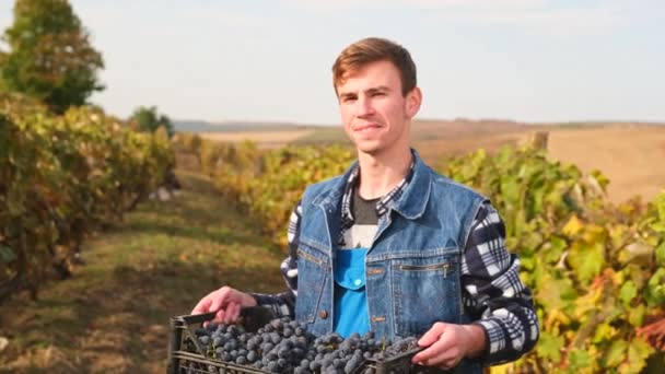 Campesino en chaleco denim sosteniendo una caja de uvas maduras y mostrando en la cámara de pie en el viñedo, temporada de trabajo. — Vídeo de stock