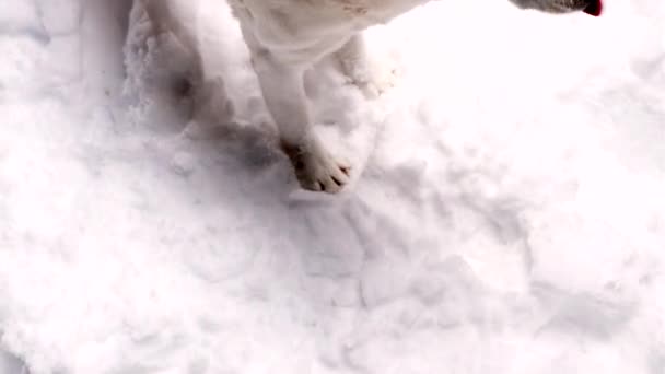 Adorable dog outside in winter beautiful and gorgeous retriver playing with joy and tasting snow with tongue. — Stock Video