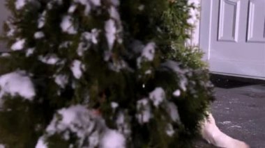 Ağacın yanında köpeğiyle birlikte köpeğini besleyen bir adamın videosu çok komik..