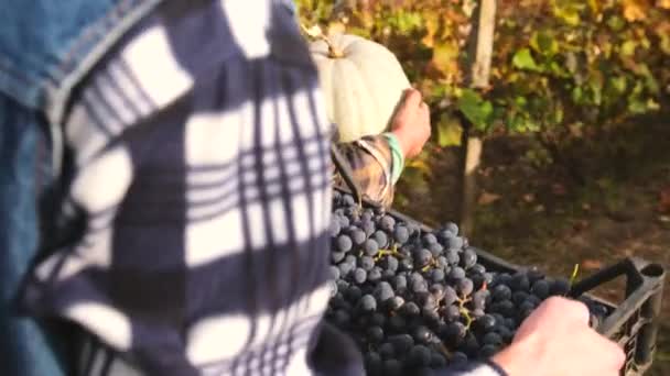 Back view video of two farmers men carrying a pumpkin and a basket of ripe grapes walking through the rows of grapes in the vineyard. — Stock Video