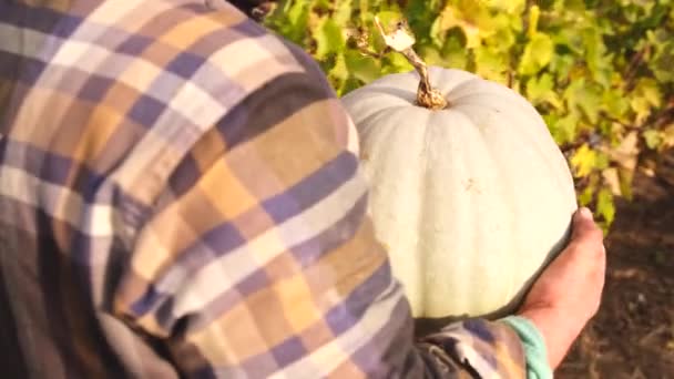 Recortado bsck ver video de un hombre agricultor llevando una calabaza en sus manos caminando a través de las filas de viñedos en el día soleado. — Vídeos de Stock