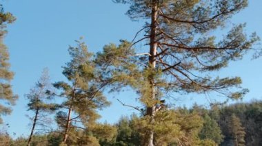 Ormanda güzel bir doğanın resmi, güneş ışıl ışıl parlıyor ve bulutsuz mavi bir gökyüzü, harika doğa konsepti.