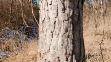 Gezgin kadın kafasında bir kapüşon ve sırtında büyük bir sopayla ormanda yürüyen bir kapüşon vardı..