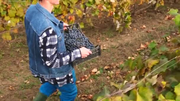 Tânăr fermier în haine de lucru și cizme de cauciuc mergând printre rândurile de struguri care transportă un busket cu struguri coapte în mâini. — Videoclip de stoc