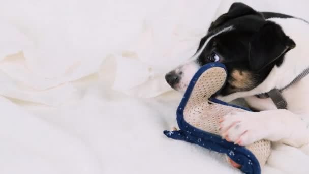 若い犬が靴を噛むアクションはソファで行われます. — ストック動画