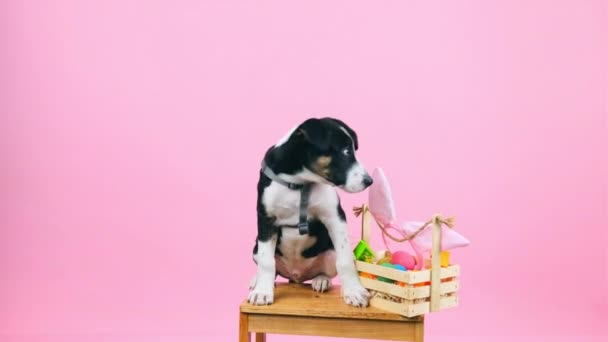 Маленькая милая собачка виляет хвостом сидя на стуле с корзиной, полной окрашенных яиц и кроличьими ушами на фиолетовом фоне.. — стоковое видео