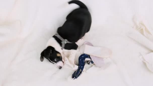 Top wideo psa bawiącego się papierem i niebieskimi kapciami leżącego na kanapie w domu samotnie, niegrzeczny mały piesek. — Wideo stockowe