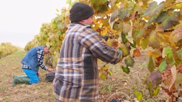 Två mansarbetare står på knä och samlar druvor i korgar på en vingård på hösten, säsongsarbete. — Stockvideo