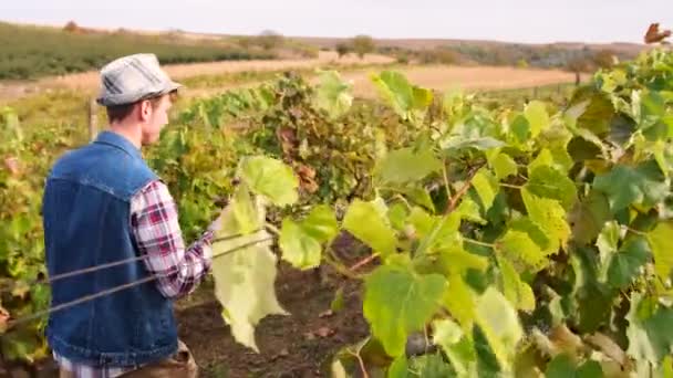 Sommelier férfi kalapban és farmermellényben sétál át a szőlőn egy pohár érett bort tartva a kezében.. — Stock videók