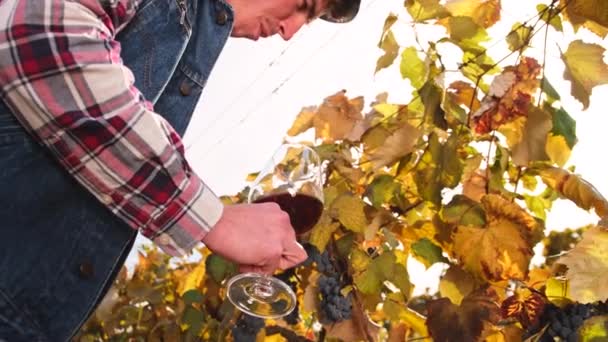 下からのビデオ農家の男屋外でブドウをチェック彼のブドウ畑でそれを試飲し、赤ワインを飲む. — ストック動画
