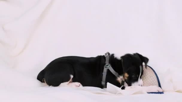 Naughty puppy dog bites slippers instead of his toy while lying on the white sofa at home when nobody is at home. — Stock video