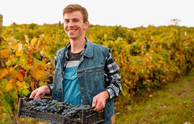 Gülümseyen şarap üreticisi üzüm bağındaki üzümleri topluyor üzüm bağının arka planında siyah plastik üzüm kutusuyla poz veriyor..