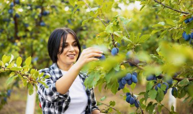 Güneş battığında güzel bir meyve bahçesinde ağaçtan erik toplayan bir kadın. Yüksek kalite fotoğraf