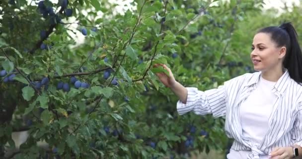 Portrait Young Woman Picking Fresh Plums Tree Put Basket Harvest — Stock Video