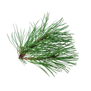 Beyaz arkaplanda izole edilmiş bir çam ağacının dalı