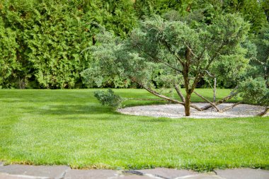 Ağaçların etrafındaki kayalarla peyzaj. Ağacın etrafında beyaz çakıl taşları.