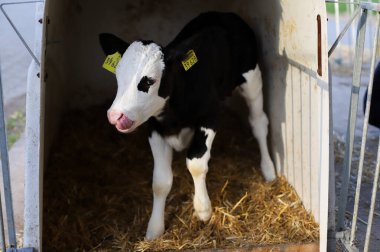 siyah beyaz yeni doğmuş buzağı çiftlikte