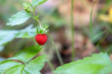 Ormanda yabani çilek