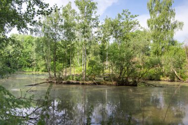 Bataklığın kıyısındaki nehir suyu