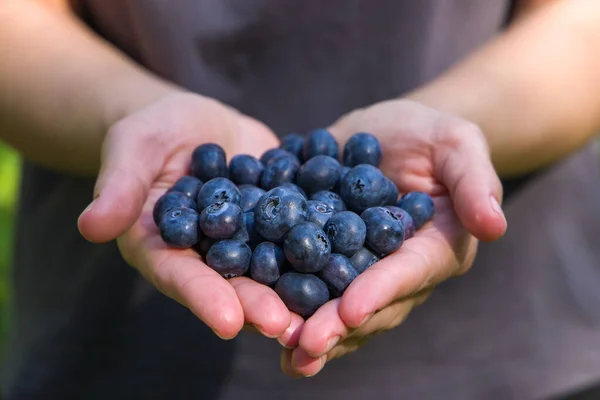 hand holding freshly harvested blueberry blueberries 
