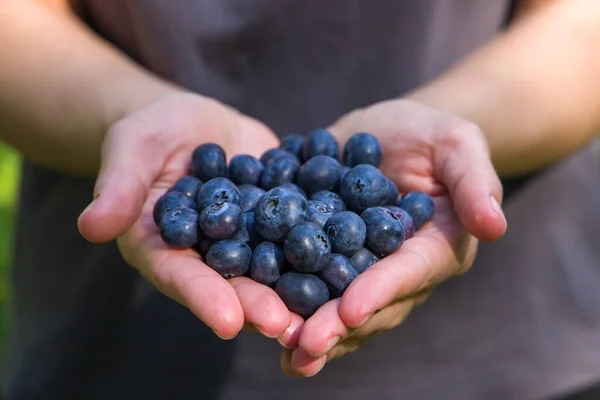 Hand Holding Freshly Harvested Blueberry Blueberries Zdjęcia Stockowe bez tantiem