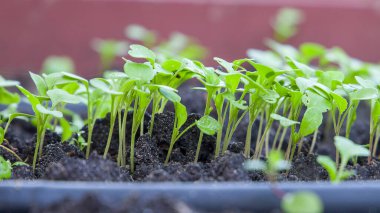 Serada fidanlar, seçici odak