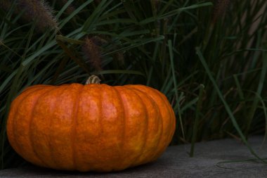 Büyük bir portakal kabağı, yakın plan.
