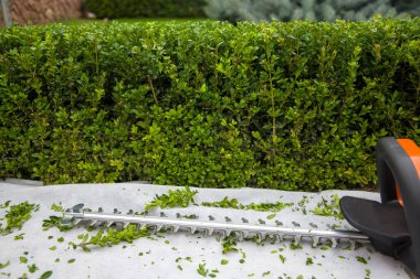 Boxwood elektrikli budayıcı ile budanır, seçici odaklanma