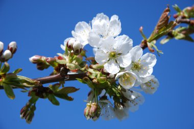 Baharda çiçek açan kiraz ağacı