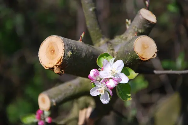 Spring cherry blossom — Stock Photo, Image