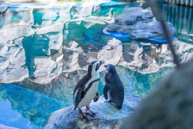 Penguins resting on a rock in a lake